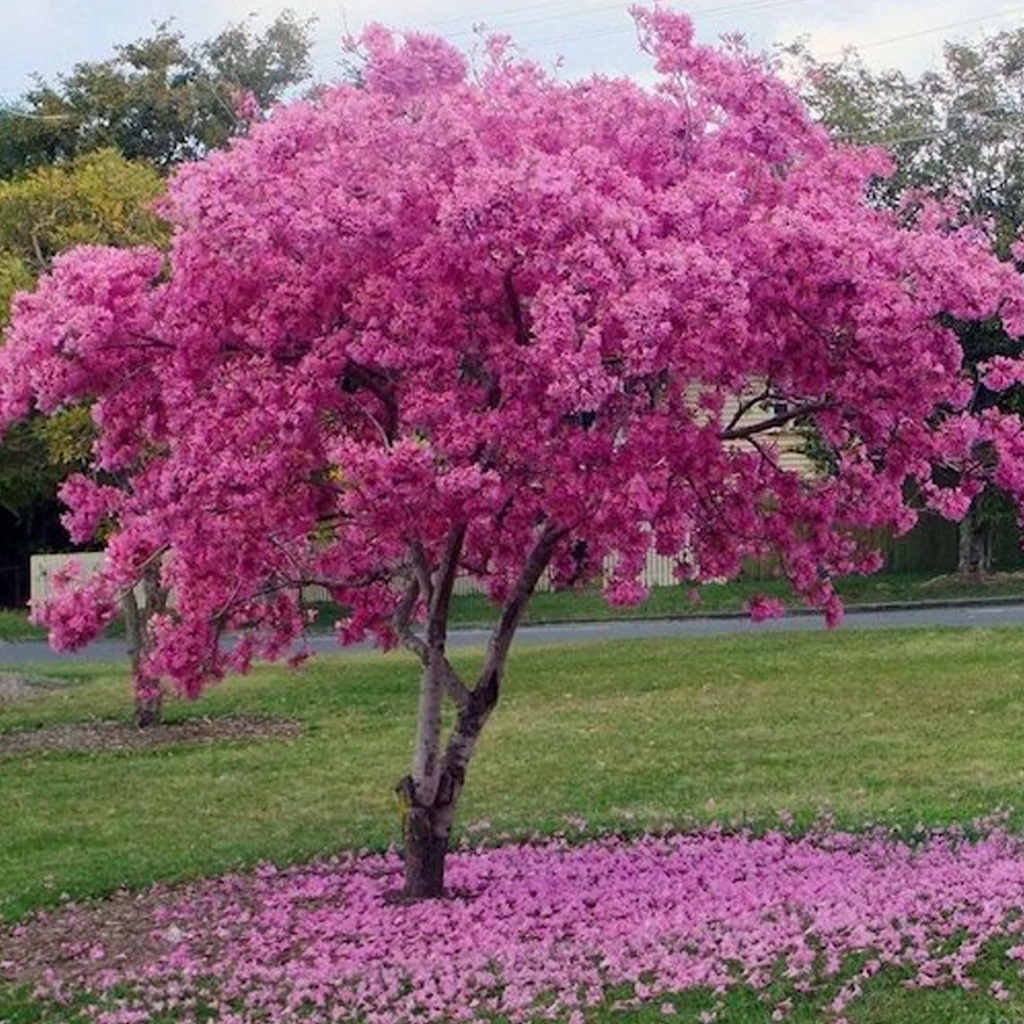 Lapacho rosado
